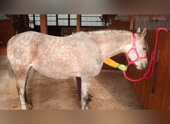 Purosangue arabo, Giumenta, 9 Anni, 150 cm, Grigio pezzato