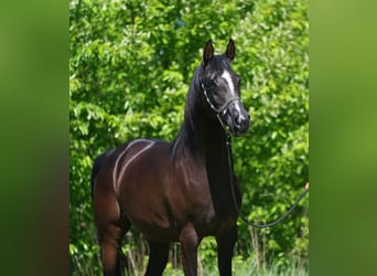 Purosangue arabo, Giumenta, 9 Anni, 152 cm, Morello
