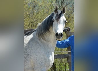 Purosangue arabo, Giumenta, 9 Anni, 153 cm, Grigio