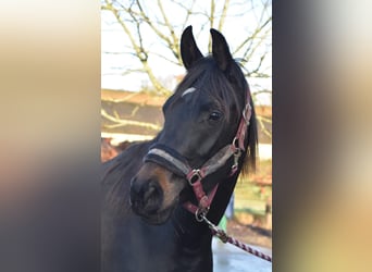 Purosangue arabo, Giumenta, 9 Anni, 155 cm, Baio nero