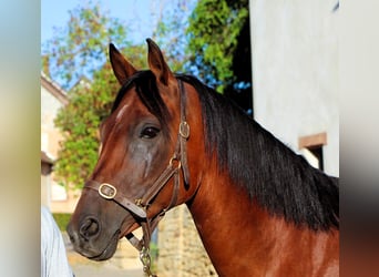 Purosangue arabo, Giumenta, 9 Anni, 155 cm, Baio scuro