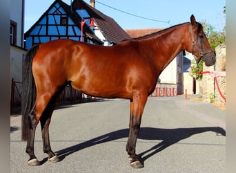 Purosangue arabo, Giumenta, 9 Anni, 155 cm, Baio scuro