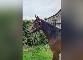 Purosangue arabo, Giumenta, 9 Anni, Baio scuro