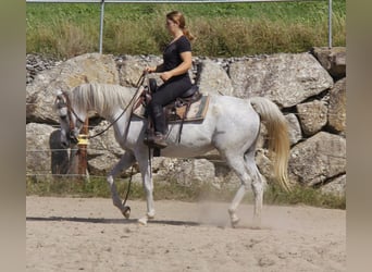 Purosangue arabo, Giumenta, 9 Anni, Grigio