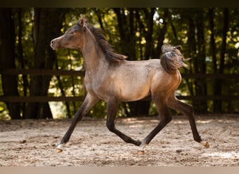 Purosangue arabo, Giumenta, Puledri (04/2025), 154 cm, Grigio
