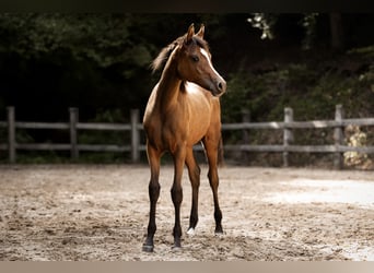 Purosangue arabo, Giumenta, Puledri (03/2025), 155 cm, Baio