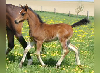 Purosangue arabo, Giumenta, Puledri (02/2026), Baio nero