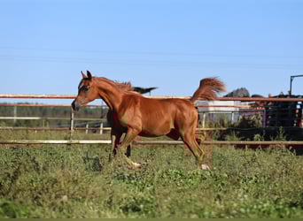 Purosangue arabo, Giumenta, Puledri (01/2025), Sauro
