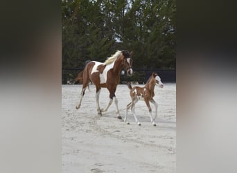 Purosangue arabo, Giumenta, Puledri (03/2026), Tovero-tutti i colori