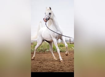 Purosangue arabo, Stallone, 10 Anni, 150 cm, Grigio