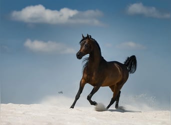 Purosangue arabo, Stallone, 10 Anni, 157 cm, Baio scuro