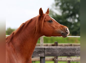 Purosangue arabo, Stallone, 10 Anni, 160 cm, Sauro