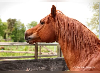 Purosangue arabo, Stallone, 10 Anni, 160 cm, Sauro