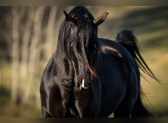 Purosangue arabo, Stallone, 13 Anni, 158 cm, Morello