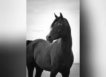Purosangue arabo, Stallone, 13 Anni, 158 cm, Morello