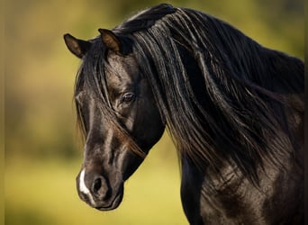 Purosangue arabo, Stallone, 13 Anni, 158 cm, Morello