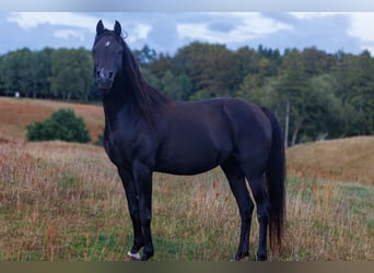 Purosangue arabo, Stallone, 13 Anni, 158 cm, Morello