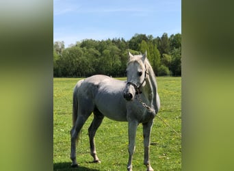 Purosangue arabo, Stallone, 17 Anni, 156 cm, Grigio
