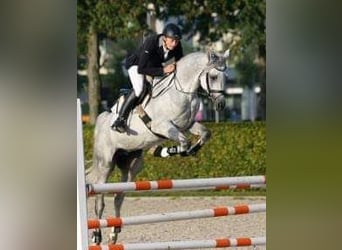 Purosangue arabo, Stallone, 18 Anni, 156 cm, Grigio