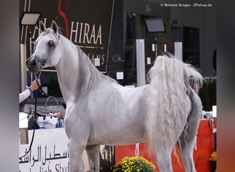 Purosangue arabo, Stallone, 18 Anni, 156 cm, Grigio