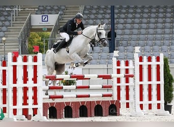 Purosangue arabo, Stallone, 18 Anni, 156 cm, Grigio