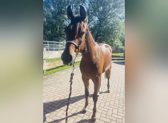 Purosangue arabo, Stallone, 1 Anno, 148 cm, Baio
