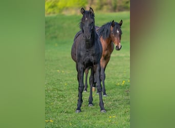 Purosangue arabo, Stallone, 1 Anno, 153 cm, Morello
