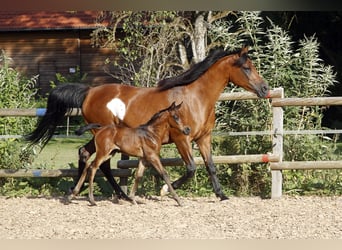 Purosangue arabo, Stallone, 1 Anno, 154 cm, Grigio