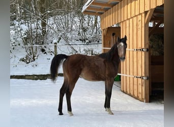 Purosangue arabo, Stallone, 1 Anno, 154 cm, Grigio