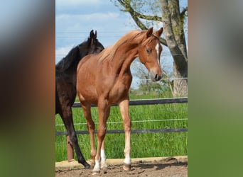 Purosangue arabo, Stallone, 1 Anno, 154 cm, Sauro