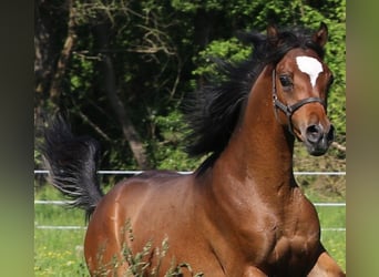 Purosangue arabo, Stallone, 1 Anno, 155 cm, Baio