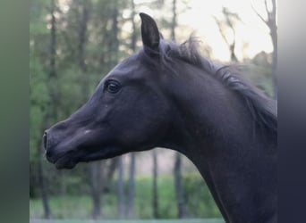 Purosangue arabo, Stallone, 1 Anno, 155 cm, Morello