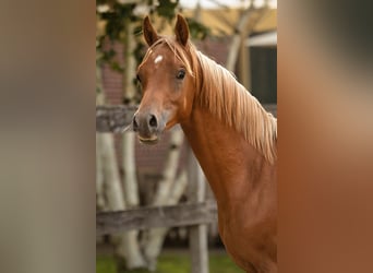 Purosangue arabo, Stallone, 1 Anno, 155 cm, Sauro