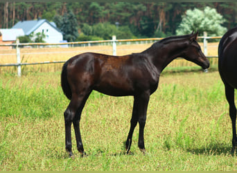 Purosangue arabo, Stallone, 1 Anno, 158 cm, Morello