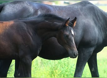 Purosangue arabo, Stallone, 1 Anno, 158 cm, Morello