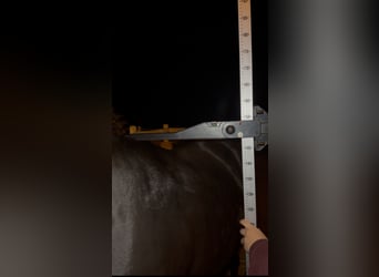 Purosangue arabo, Stallone, 1 Anno, 159 cm, Morello