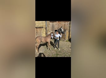 Purosangue arabo, Stallone, 1 Anno, 160 cm, Grigio