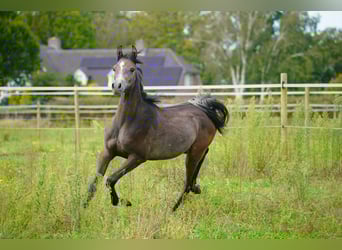 Purosangue arabo, Stallone, 1 Anno, 162 cm, Grigio