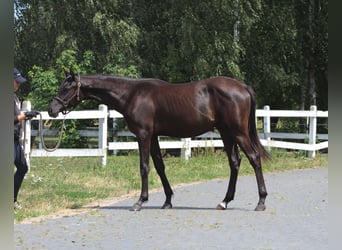 Purosangue arabo, Stallone, 1 Anno, 162 cm, Morello