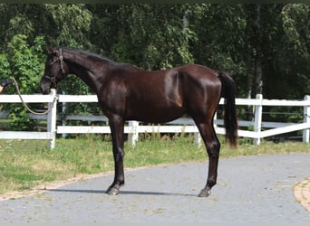 Purosangue arabo, Stallone, 1 Anno, 162 cm, Morello