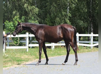 Purosangue arabo, Stallone, 1 Anno, 162 cm, Morello