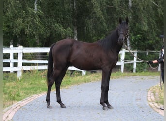 Purosangue arabo, Stallone, 1 Anno, 162 cm, Morello