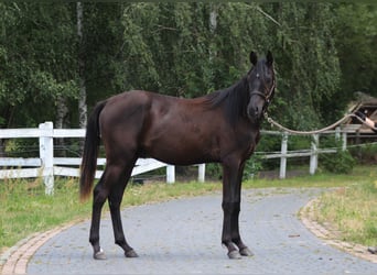Purosangue arabo, Stallone, 1 Anno, 162 cm, Morello