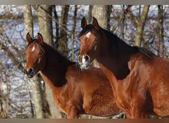 Purosangue arabo, Stallone, 1 Anno, Baio