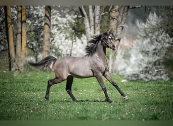 Purosangue arabo, Stallone, 1 Anno, Grigio