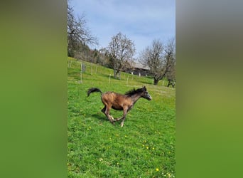 Purosangue arabo, Stallone, 1 Anno, Grigio rossastro