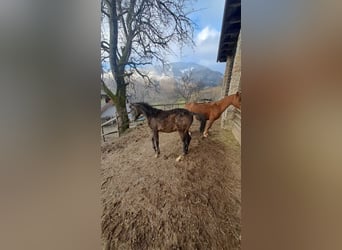 Purosangue arabo, Stallone, 1 Anno, Grigio rossastro