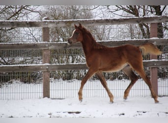Purosangue arabo, Stallone, 1 Anno, Sauro scuro