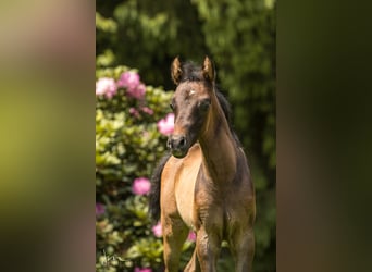 Purosangue arabo, Stallone, 2 Anni, 134 cm, Grigio trotinato