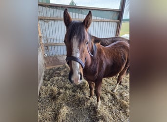 Purosangue arabo, Stallone, 2 Anni, 140 cm, Baio